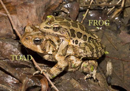 Pickerel Frog on American Toad _A5E3242.jpg - 82905 Bytes